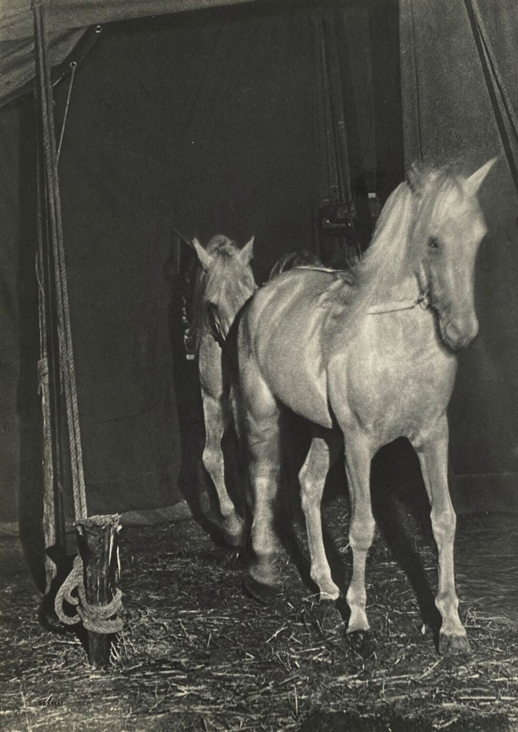 Horses by Brassaï VERVE Revue Stampa in vendita