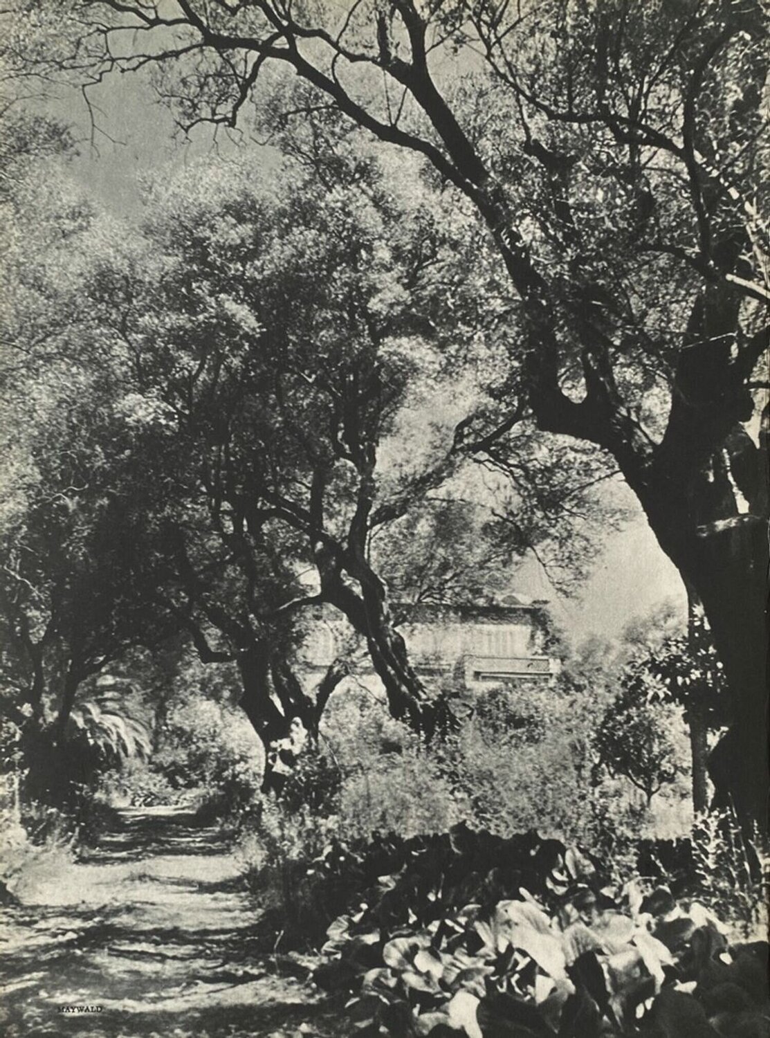 Renoir's garden by Willy Maywald VERVE Revue Druck zu verkaufen
