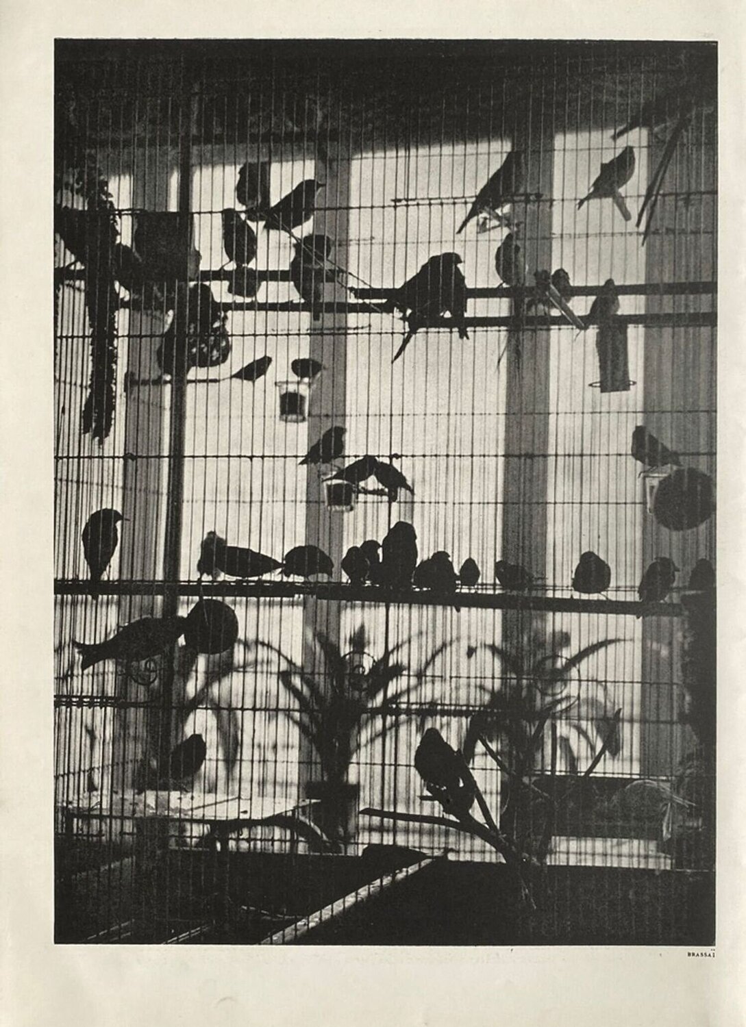 Henri Matisse's aviary by Brassaï VERVE Revue Druck zu verkaufen