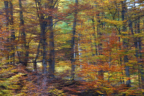 Bulgarian wood von Elena Zapassky, Fotografie kaufen auf Singulart