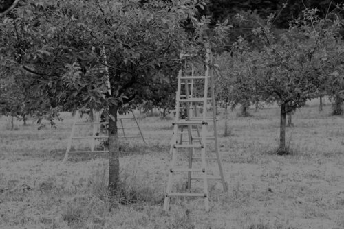 Cherry picking Elena Zapassky