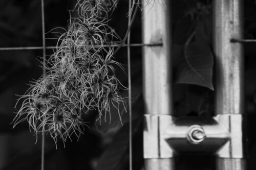 Metal and flower Elena Zapassky