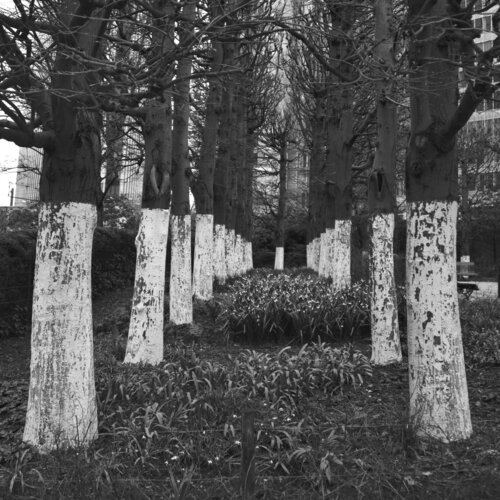 Brussels garden Elena Zapassky