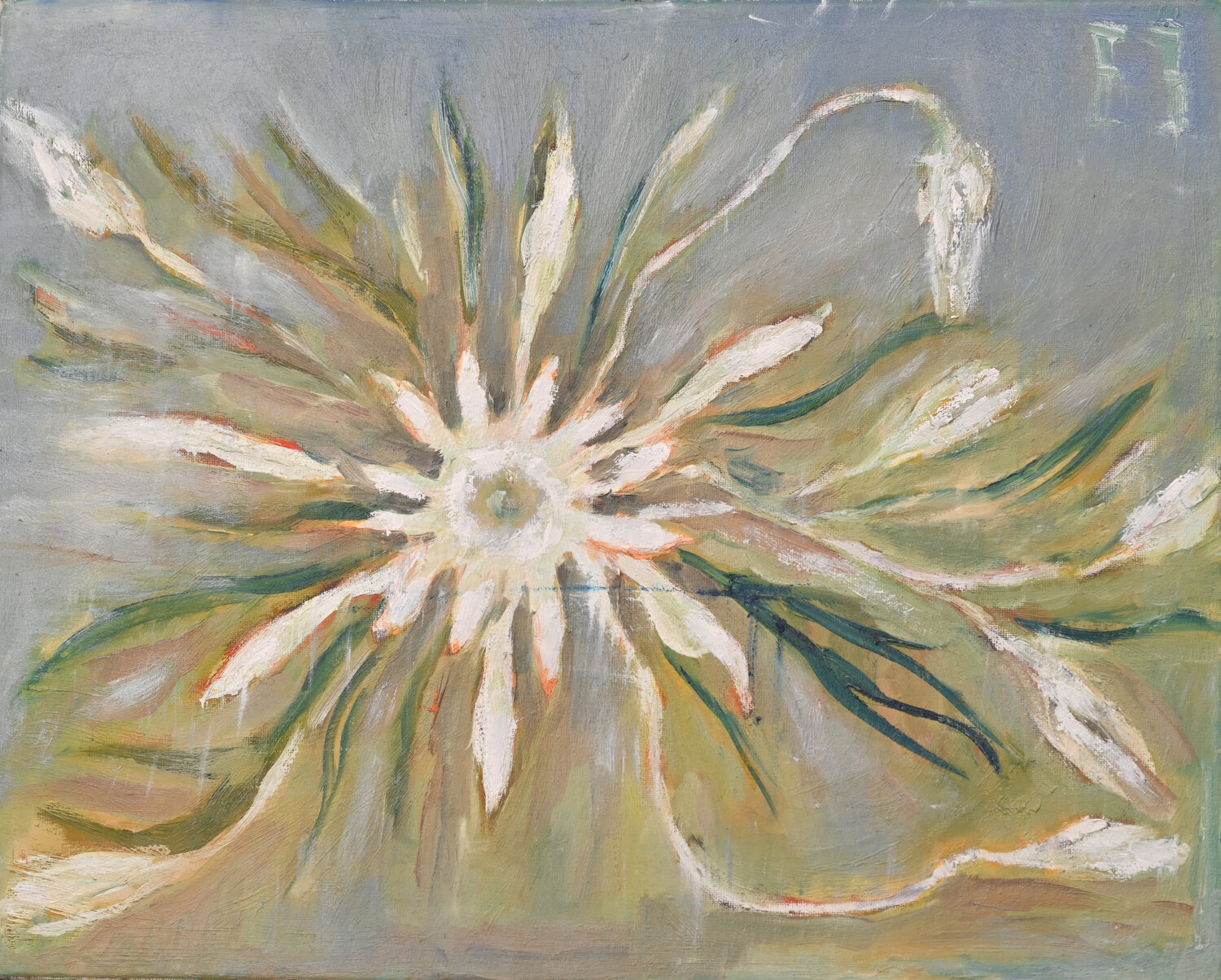 Sea daffodil Elena Zapassky