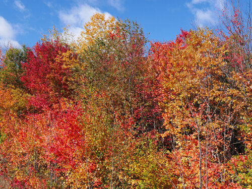 Autumn colors John Brooks