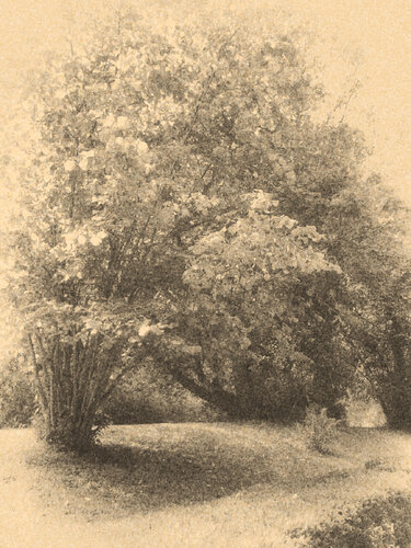 Sepia tree, Lamplighters Marsh by John Brooks, 사진 for Sale on Singulart
