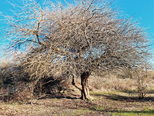 Autumnal outlines par John Brooks, Photographie en vente sur Singulart