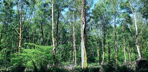 Somerset woodlands par John Brooks, Photographie en vente sur Singulart