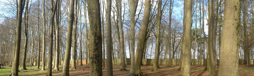 St Fagans cloak of trees par John Brooks, Photographie en vente sur Singulart
