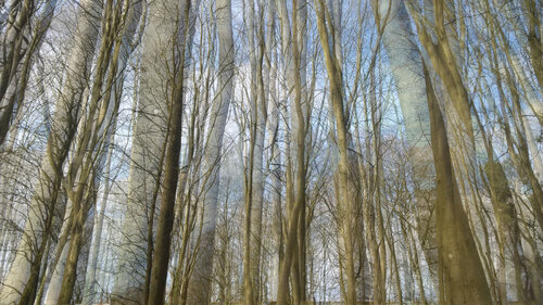 Veil of trees #1 par John Brooks, Photographie en vente sur Singulart