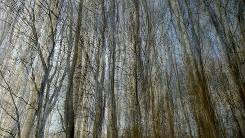 Veil of trees #2 von John Brooks, Fotografie kaufen auf Singulart