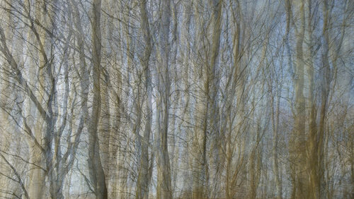 Veil of trees #3 par John Brooks, Photographie en vente sur Singulart