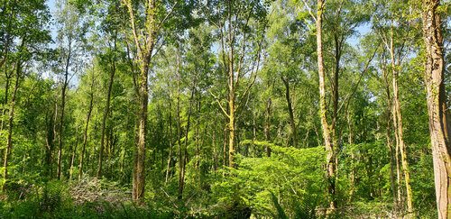 East Hatch Glade #1 di John Brooks, Fotografia in vendita su Singulart