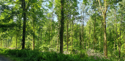 East Hatch Glade #2 di John Brooks, Fotografia in vendita su Singulart
