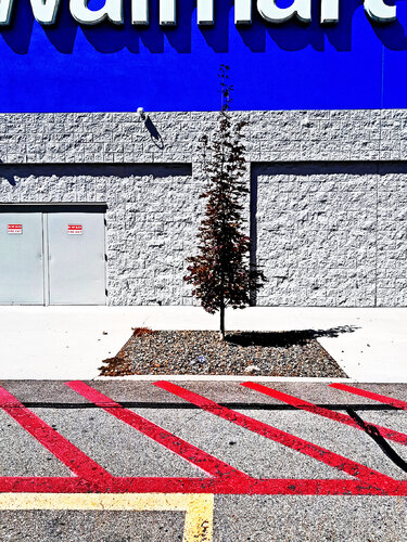 The Walmart Tree van John Brooks, Fotografie te koop op Singulart