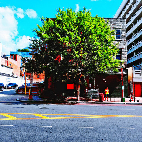 Washington Tree by John Brooks, Photography for Sale on Singulart