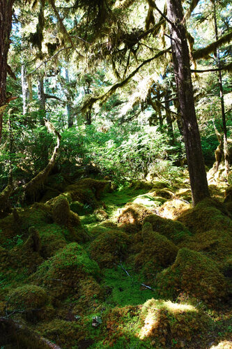 Alaskan Boreal Forest 2 de John Brooks, Fotografía a la venta en Singulart