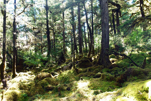 Alaskan Boreal Forest 3 de John Brooks, Fotografía a la venta en Singulart