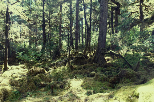 Alaskan Boreal Forest 5 par John Brooks, Photographie en vente sur Singulart