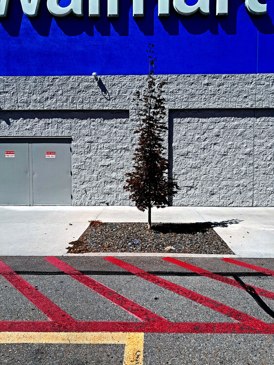 The Walmart Tree John Brooks