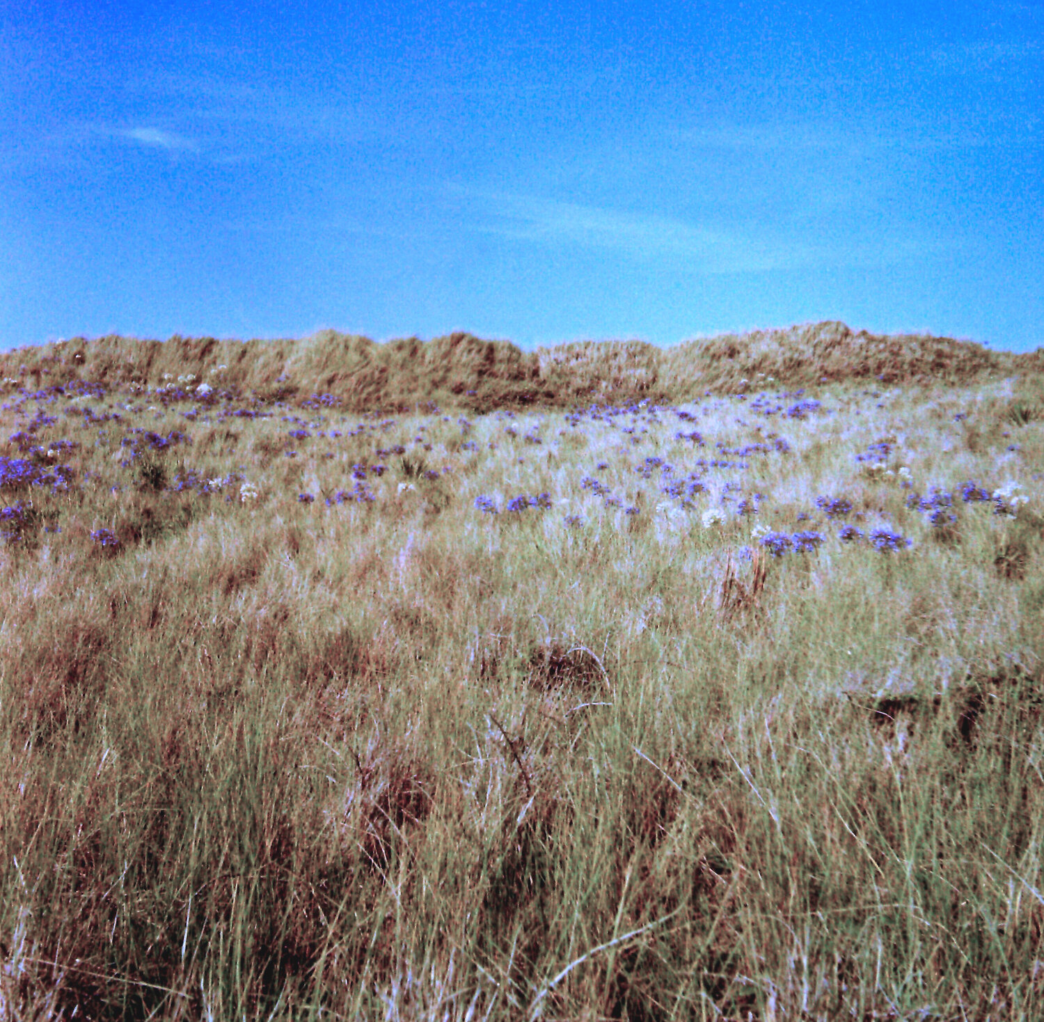 Grass Ridge Sky John Brooks