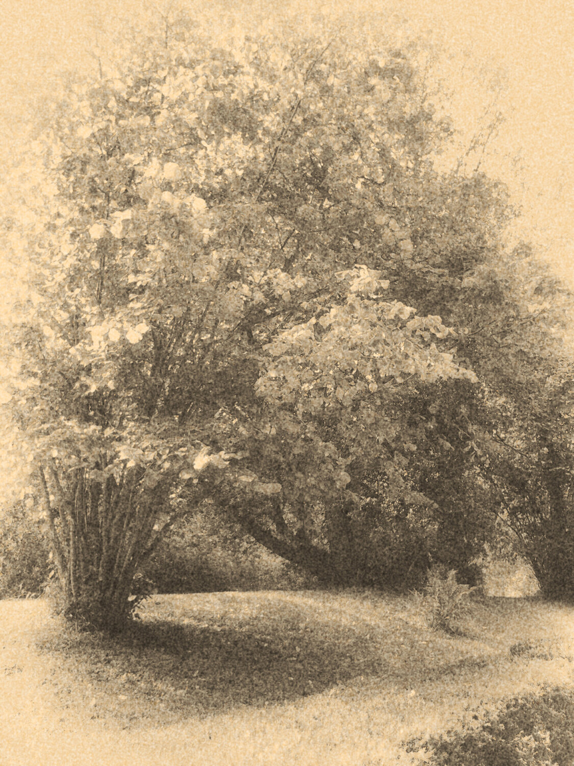 Sepia tree, Lamplighters Marsh John Brooks