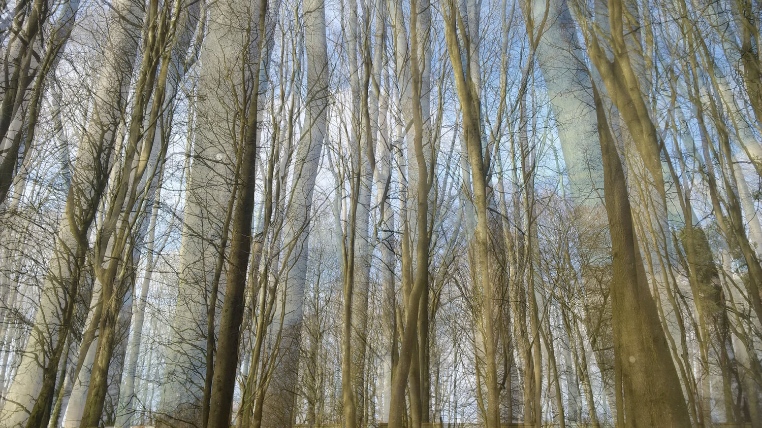 Veil of trees #1 John Brooks