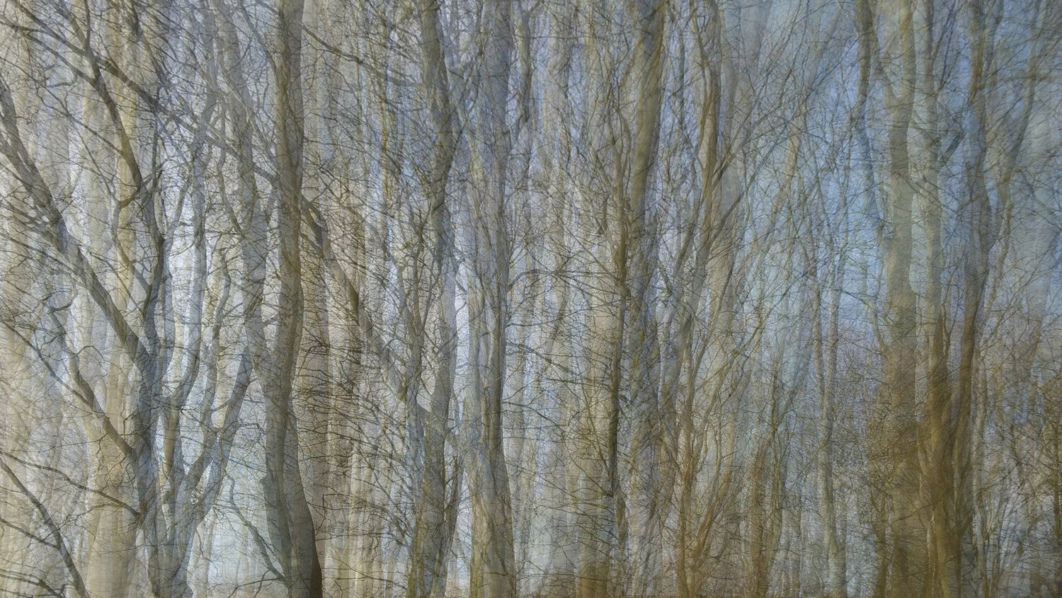 Veil of trees #3 John Brooks