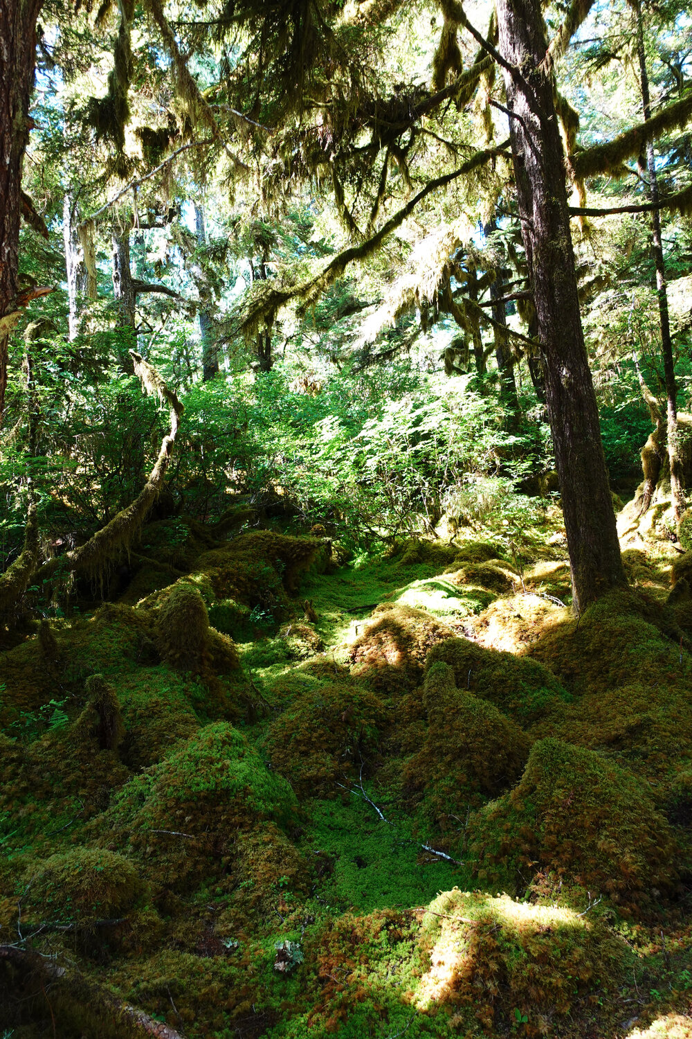 Alaskan Boreal Forest 2 John Brooks