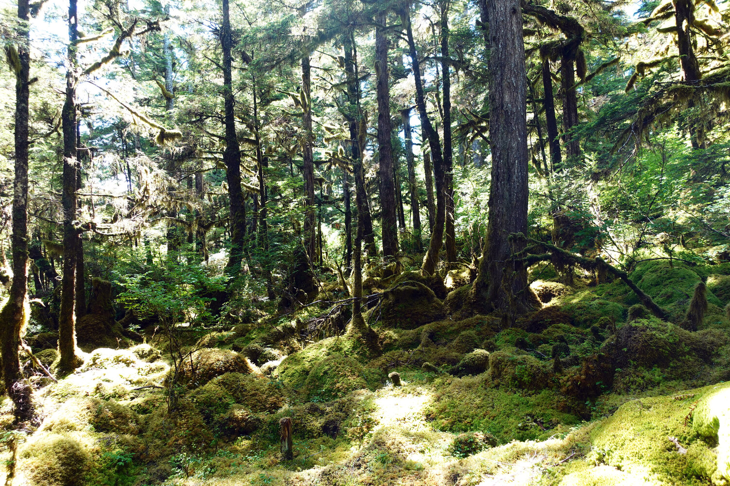 Alaskan Boreal Forest 3 John Brooks