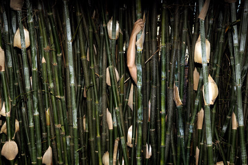 Twist and Curl von Jennifer Ling Datchuk, Fotografie kaufen auf Singulart