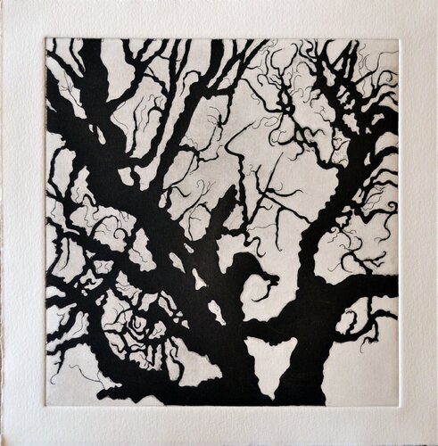 Tree Series: Normana III Nate Cassie