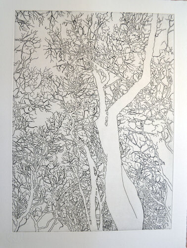 Untitled (Bryant Park) State I, Four American Trees Series, Hare & Hound Press van Nate Cassie, Afdruk te koop op Singulart