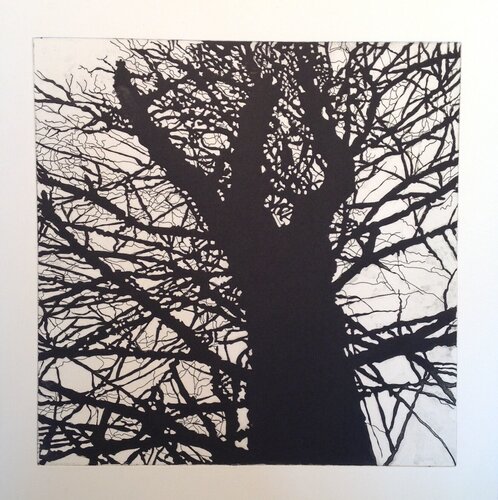 Untitled (Jamaica, VT) State Three, Four American Trees, Hare & Hound Press van Nate Cassie, Afdruk te koop op Singulart