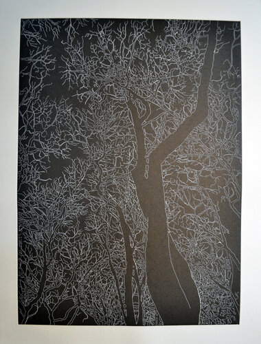Untitled (Bryant Park) State II, Four American Trees Series, Hare & Hound Press van Nate Cassie, Afdruk te koop op Singulart