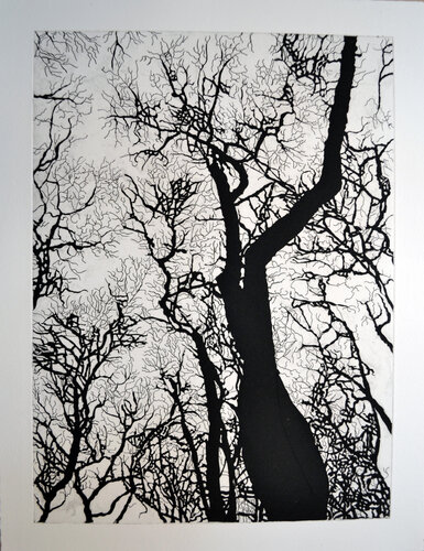 Untitled (Bryant Park) State III, Four American Trees Series, Hare & Hound Press van Nate Cassie, Afdruk te koop op Singulart