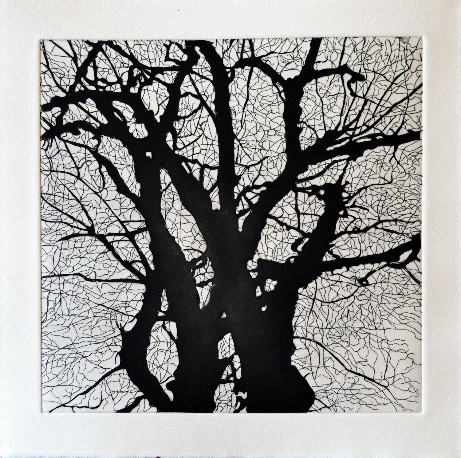 Tree Series: SSA III Nate Cassie