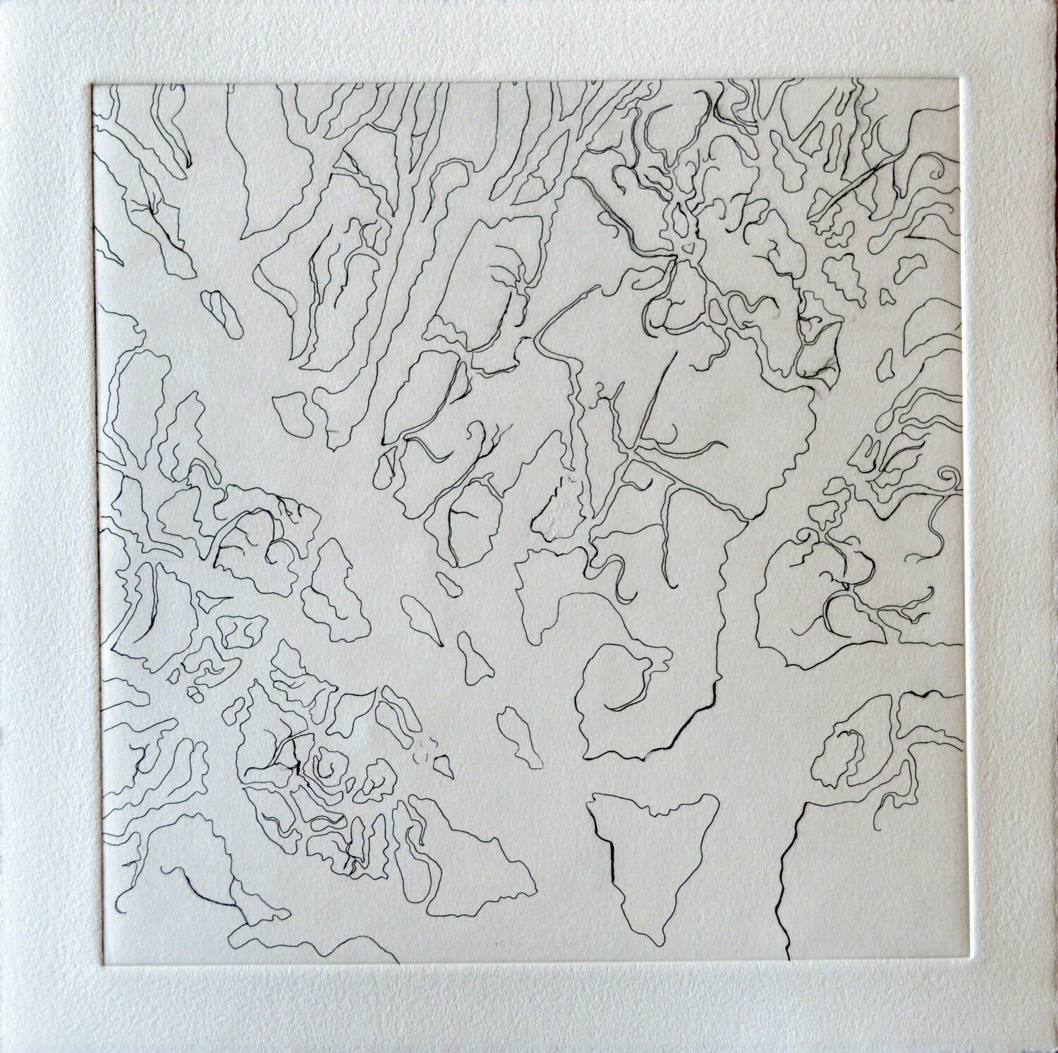 Tree Series: Normana I Nate Cassie