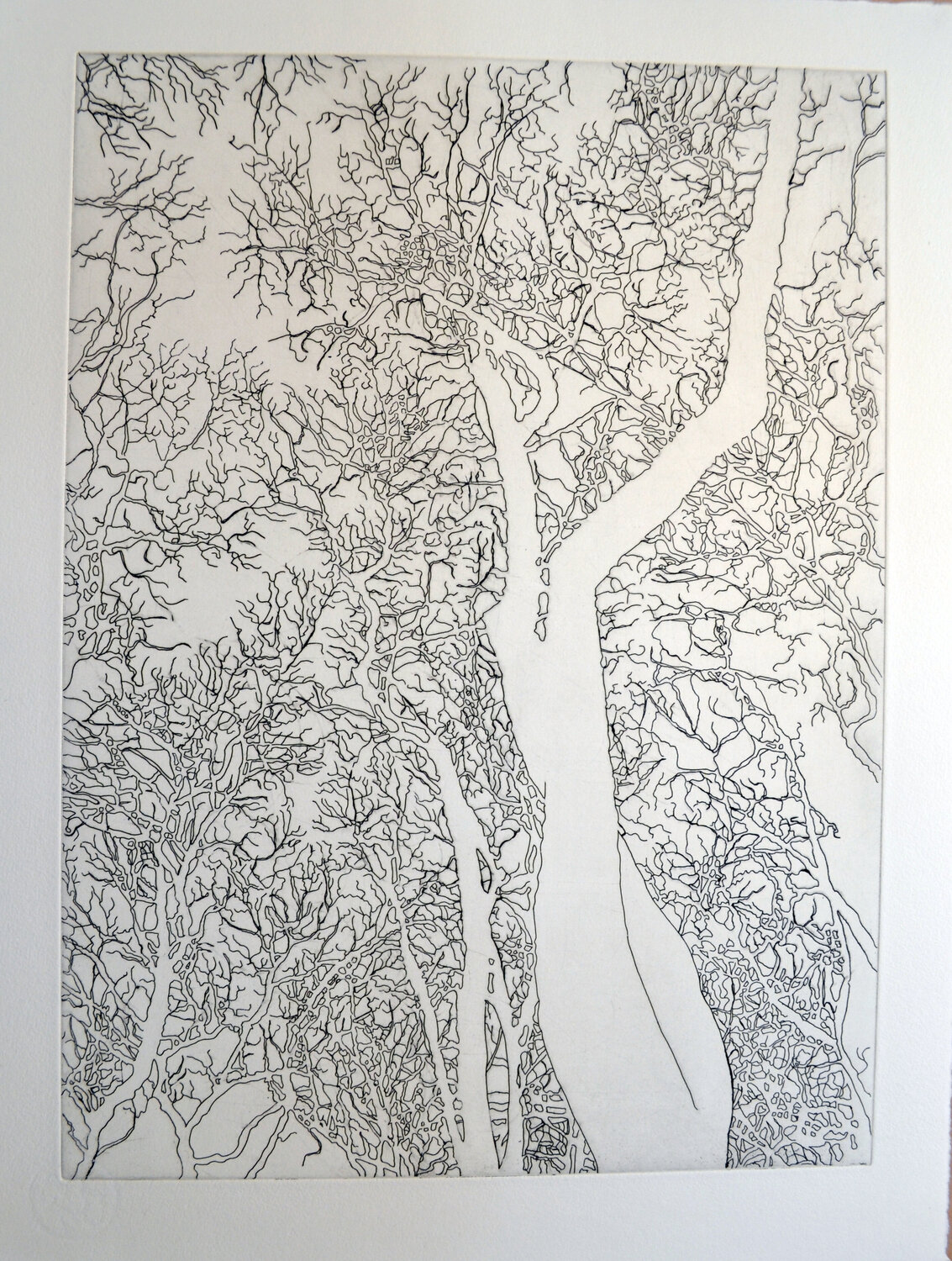 Untitled (Bryant Park) State I, Four American Trees Series, Hare & Hound Press Nate Cassie Druck zu verkaufen
