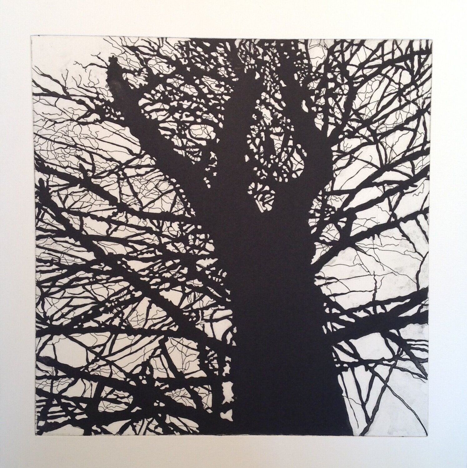 Untitled (Jamaica, VT) State Three, Four American Trees, Hare & Hound Press Nate Cassie Druck zu verkaufen
