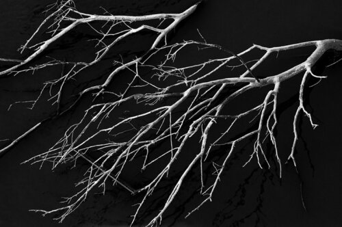 Bleached Branches de Aaron Henry, Fotografía a la venta en Singulart