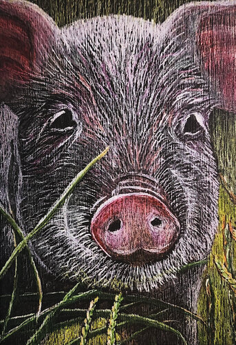 Pig by Genevieve Hamel, Print for Sale on Singulart