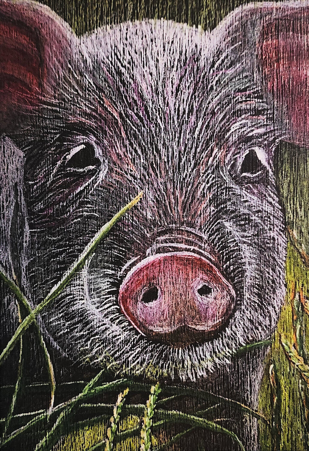 Pig Genevieve Hamel
