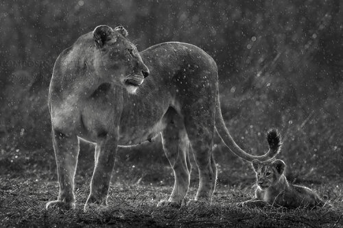 Some Rain Must Fall Composing the Wild