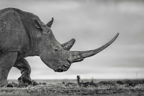Smell the Roses (M) von Composing the Wild, Fotografie kaufen auf Singulart
