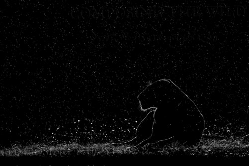 Fortitude (M) van Composing the Wild, Fotografie te koop op Singulart