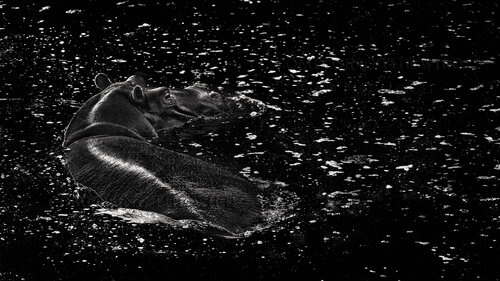 Lucy in the Pool with Diamonds van Composing the Wild, Fotografie te koop op Singulart