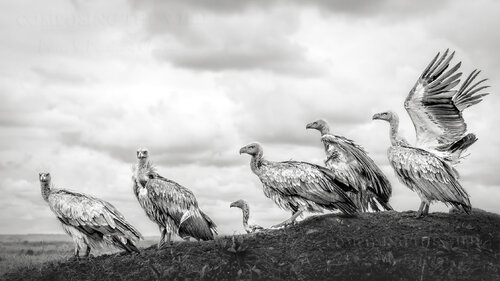 Judgement Day (Statement Size) van Composing the Wild, Fotografie te koop op Singulart