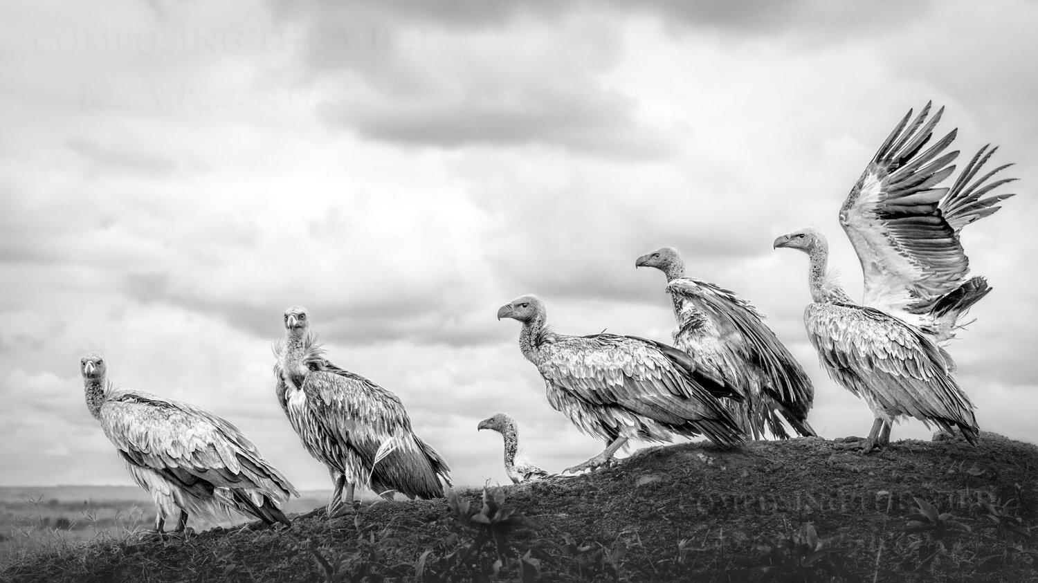 Judgement Day (L) Composing the Wild