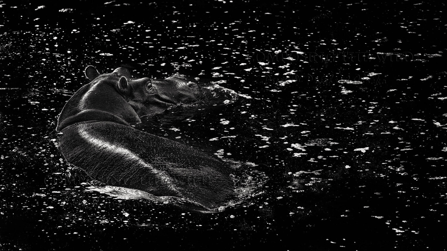 Lucy in the Pool with Diamonds Composing the Wild
